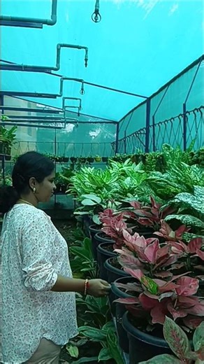 வீட்டிற்குள்ளே வளர்க்கும் செடிகள் # low-light indoor plants #happygardening #aglonema #sorts