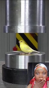 The bird wasn't expecting that | Dat Abiriba girl