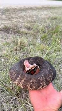 Exploring the Everglades! #wildlife#snake#animals#nature#crocodile#florida#crazy#shorts#educational