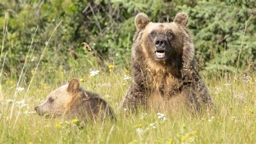 Buffaloberry season: beware of bears while in the mountains