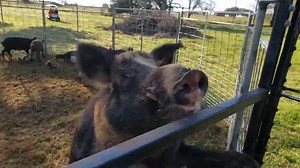 An intense large-scale operation unfolds as 60 wild hogs are successfully trapped in Burton, Texas. Strategy, precision, and teamwork come together in this massive wildlife control mission packed with real outdoor action. #WildHogs #HogTrapping #TexasWildlife | Ellen Roman