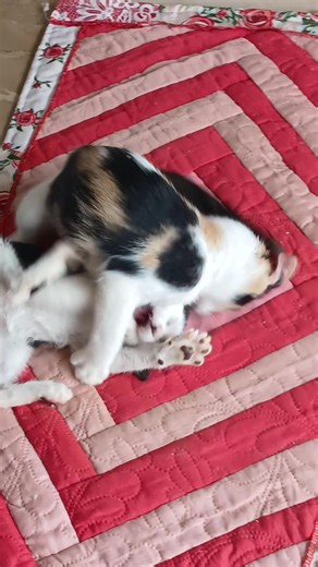 Os vídeos de Sandra stl (@sandrastl2) com Etc... E Tal - Sandy e Junior