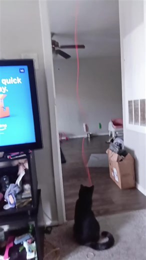 Cat's New Favorite Toy: Remote Control & Spinning Fun!