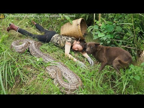 Harvest 1000+ Duck Eggs — Then a Giant Python & Cobra Sneak Up Behind . Shocking Save