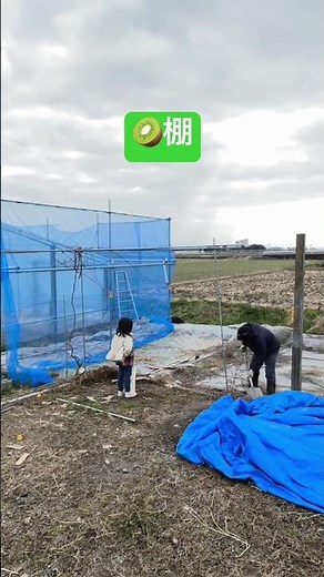 仮キウイ棚を壊してキウイ棚（仮）を制作する正月🎍#農業 #ぶどう栽培 #キウイ栽培