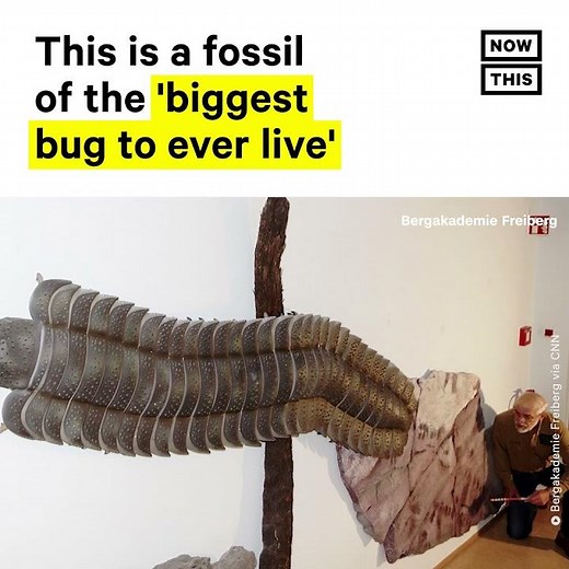 Scientists Find Fossil of ‘Biggest Bug That Ever Lived’ #Shorts