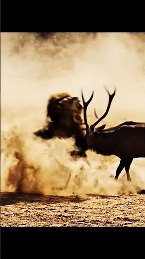 Deer vs Lion Head-On Collision 😱