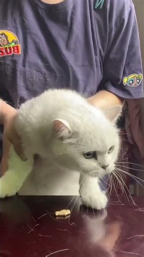 eufy E25 | Your Floors and Cat Just Got a New Roommate