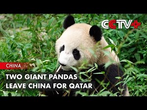 Two Giant Pandas Leave China for Qatar on Protection, Research Cooperation