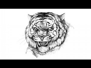 How to draw Shere Khan from Jungle Book