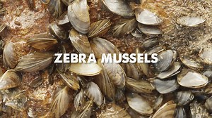 771 reactions · 251 shares | Help stop the spread of invasive species like zebra mussels in Texas. Be sure to clean, drain and dry your boat, trailer and all of your gear before traveling from lake to lake to make sure zebra mussels don't hitch a ride. #CleanDrainDry #StopInvasives | Texas Parks and Wildlife | Facebook
