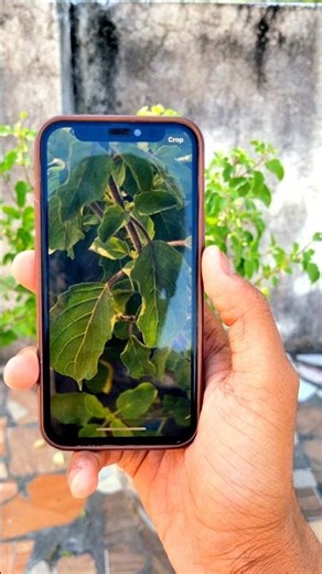 Iphone 12 Camera Test 🔥