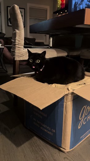 Stinky Cat Rap: Funny Kitty Memes Compilation