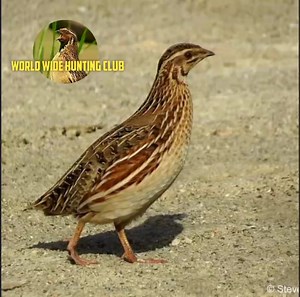 10K views · 188 reactions | Follow World wide hunting club #quailsofinstagram #sound #quailhunting #hunting #quaileggs #huntingseason #Quail #qualityservice #huntinglife #huntsville #huntsvillealabama #huntington | World Wide Quails | Facebook