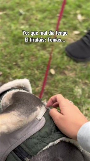 La verdad que son una alegria para todo Collar Azul, toda nuestra manada nos alegra el dia todos los días #collarazul #santacruz🇳🇬 #dogwalker #fyp