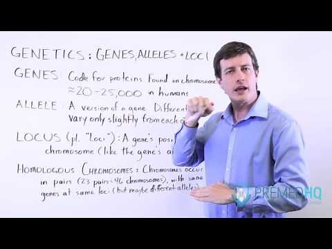 Genes, Alleles, and Loci