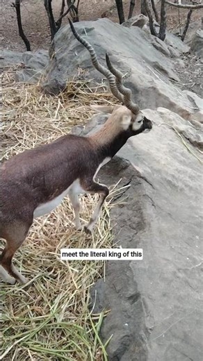 "Crypto" #best #wildlife #shorts #famous #cryptothemagnificent