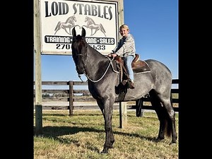 Blue Roan Gaited Tennessee Walking Trail Horse For Sale