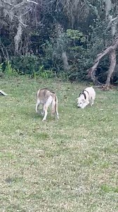 Florida Pointer Rescue on Reels