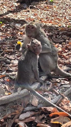 The little monkey turned around, and mother monkey run out. #viral #animals#wildlife #monkey#funny