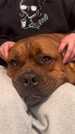 Understanding French Mastiffs: Traits and Love