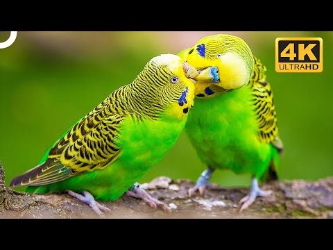 Budgerigars: The Birds That Cannot Live Alone | 4K Animal Documentary