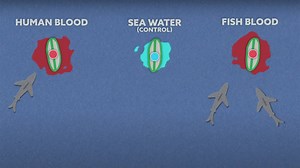 YouTuber tests whether sharks are more attracted to human or fish blood