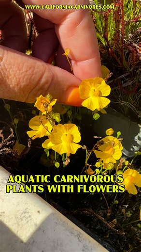 4.8K views · 136 reactions | Oh man, I just had to share these gorgeous flowers with you! Utricularia gibba is an aquatic carnivorous plant, and it always blooms in the summer; cheerful yellow flowers! It’s like a magic trick watching them bloom out of the mucky water! www.CaliforniaCarnivores.com | California Carnivores | Facebook