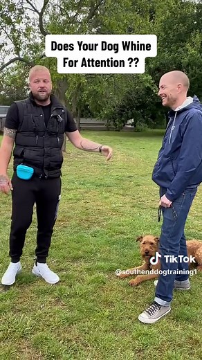 Stop Your Dog from Whining for Attention