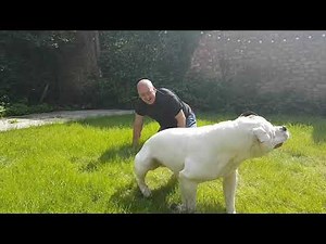 American bulldog fight