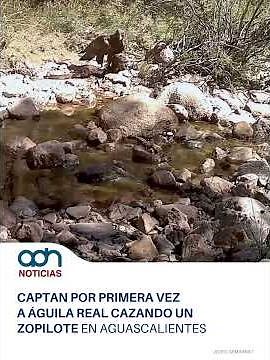 Captan por primera vez a un águila real cazando a un zopilote en Aguascalientes