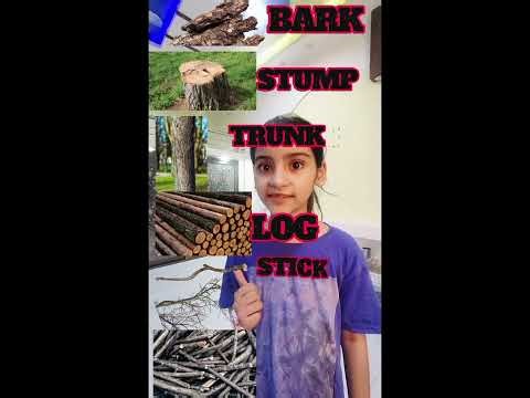 🌳 Learn Tree Words with Honey | Trump, Trunk, Log, Stick, Branch&Twigs | English Vocabulary for Kids