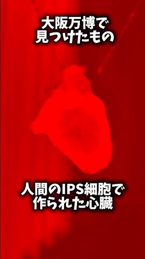 人間のiPS細胞で動く心臓見てきました #大阪関西万博
