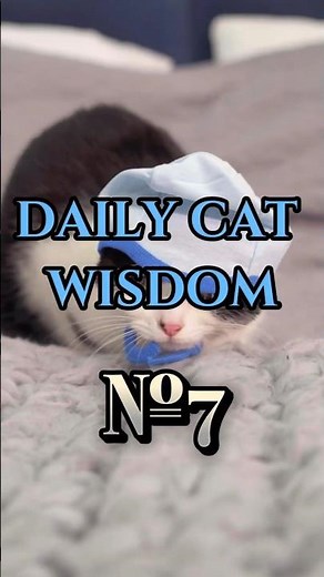 Cat Wisdom That Will Make Your Day 🐱🫰