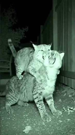 BRUTAL BOBCAT FIGHT Caught on Camera! 🤯 Savage Night Wildlife Battle #bobcat