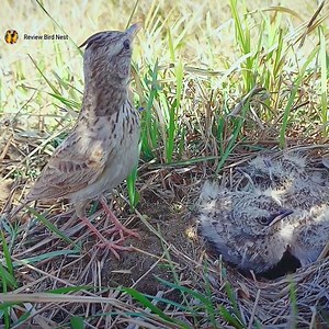 936K views · 10K reactions | Lark mother SINGING songs after feeding HUGE caterpillar to babies | Review Bird Nest | Facebook