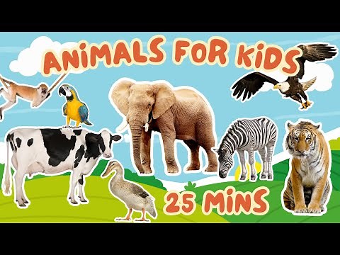 The Best Animals For Kids! 25 Min - Learn Animals For Toddlers And Babies In English