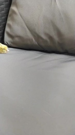 Vous en savez plus sur moi #pourtoi #foryou #oiseau #bébé #animals #mignon #caille #présentation #naissance