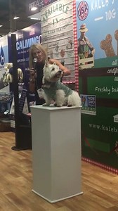 Watch me rock the runway at #SZ16 ! | PrestonSpeaks.com