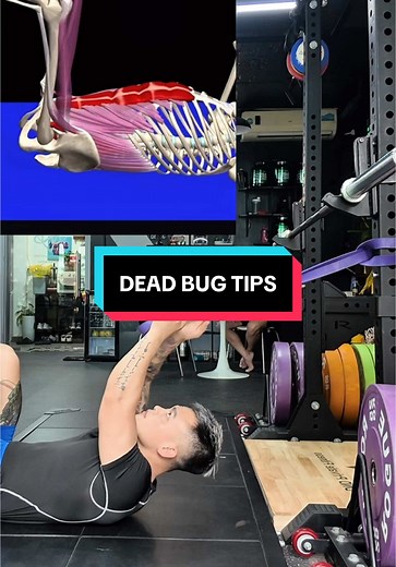 Mastering the Dead Bug Exercise for Powerlifting