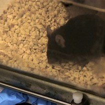 视频: 使用耳镜通过直接喉镜对小鼠进行气管插管