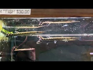 Boulengrella maculata, Spotted pike-characin