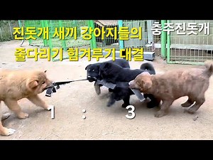 #ChungjuJindodog Jindo dog puppies' tug-of-war competition Who will win??