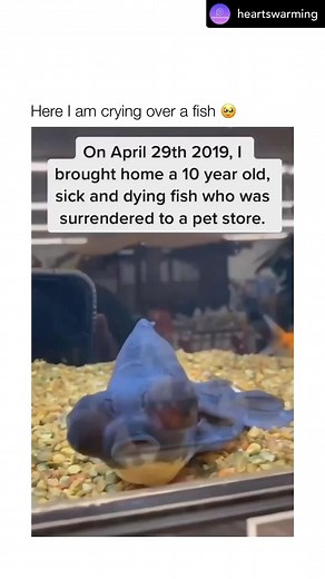 Just in case, any of you need a good cry… I am required to post this whenever I come across it | Mockingbird on Broad