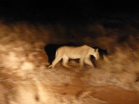 Spirit of Elsa lives on in Meru National Park!