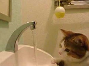 めちゃめちゃ可愛い猫ちゃん