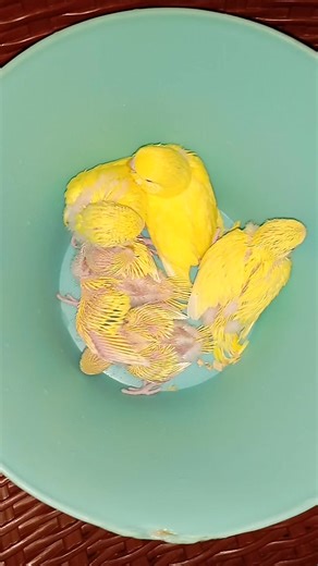 19K views · 400 reactions | Meet the Adorable Yellow Budgie Chicks!...