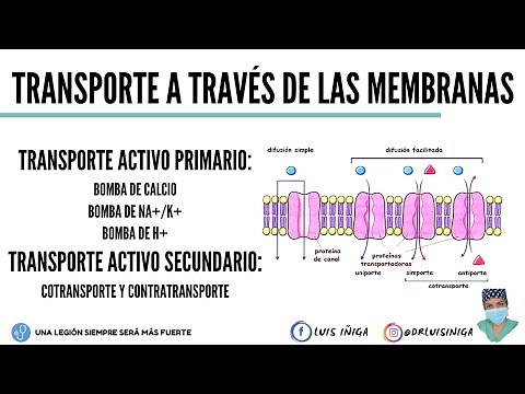 Fisiología: Transporte a través de las membranas: Transporte Activo (Primario y Secundario)