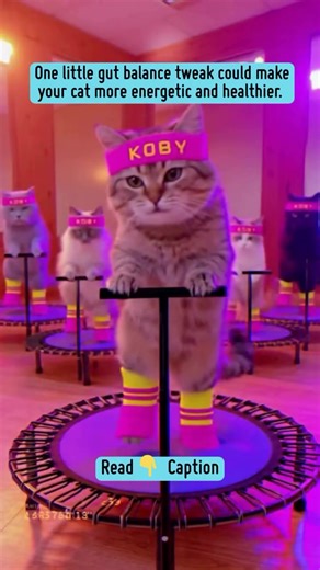 Your cat’s gut is basically their second brain. 70% of their immune system lives there, which means a healthy gut = a healthier, happier cat. Koby Cat Probiotics supports digestion, immune health, and even behavior with 8 clinically studied strains. USDA Organic, Clean Label certified, and no artificial anything. Visit KOBYPETS.COM to try Koby! #catprobiotics #cathealthy #guthealth #felinewellness #immunesupport