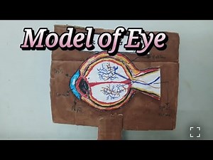 Model of Eye 👁️# science project